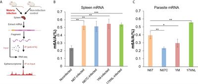 Epitranscriptome profiling of spleen mRNA m6A methylation reveals pathways of host responses to malaria parasite infection